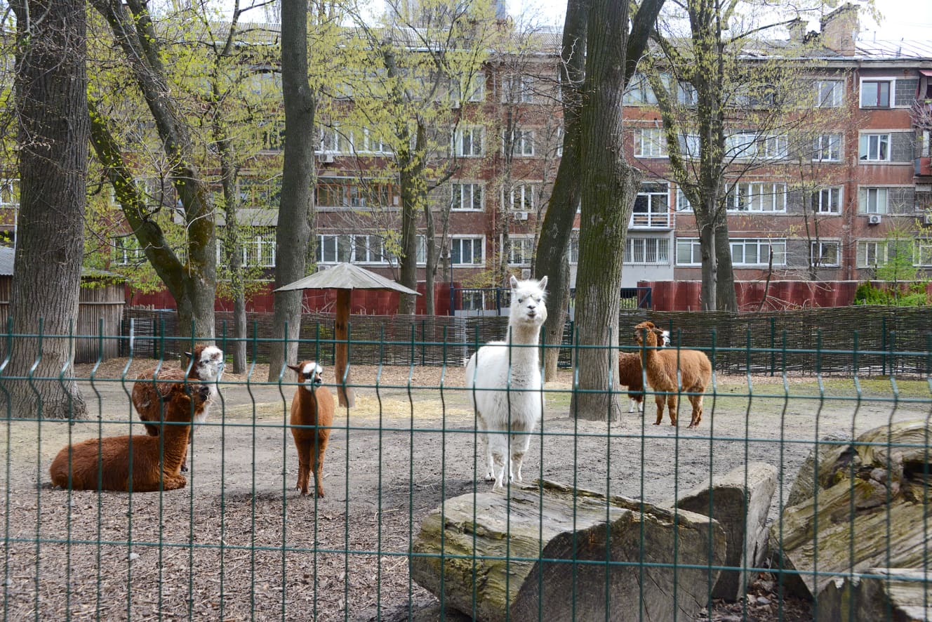 本誌未掲載カット　戦火の「キーウ動物園」物語