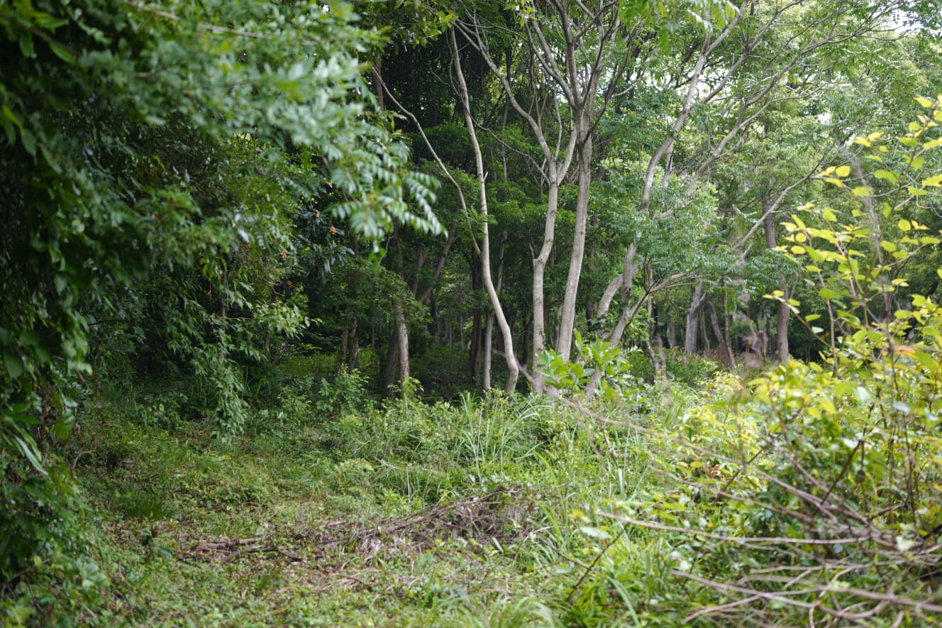 女子生徒二人が発見された山中。学校の裏が山に繋がっており、誰でも自由に入ることができる