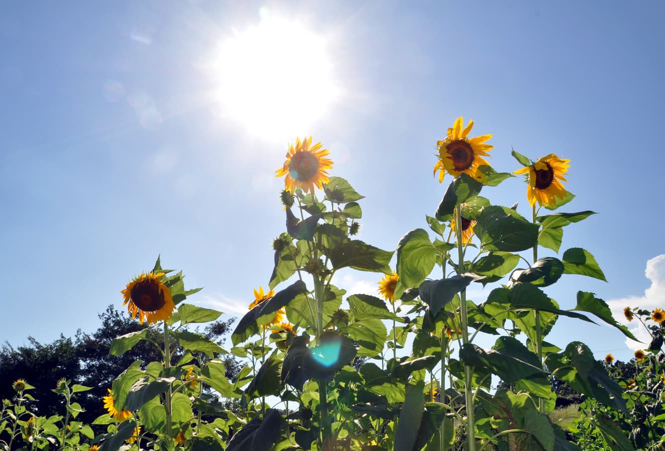 今年は、ラニーニャ現象×太平洋高気圧とチベット高気圧のダブルパンチ…記録更新の可能性大（写真：アフロ）