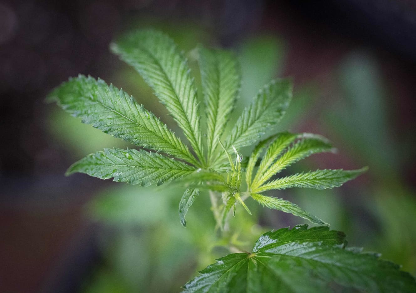 「日本で売買される大麻のほとんどは、国内で栽培したもの」と瀬戸晴海氏。「若者を中心に薬物に対する危機意識が低下していることが一因」と指摘する(写真:アフロ)