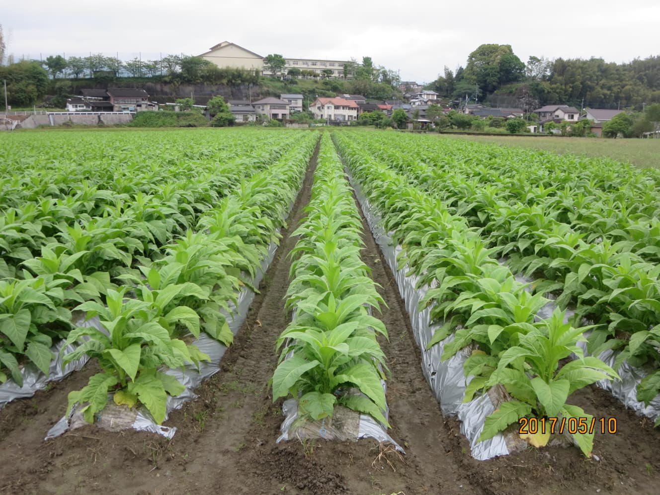 水害以前は、青々とした良質な葉が茂っていた伊津野さんのタバコ畑（写真提供：伊津野さん／2017年撮影）