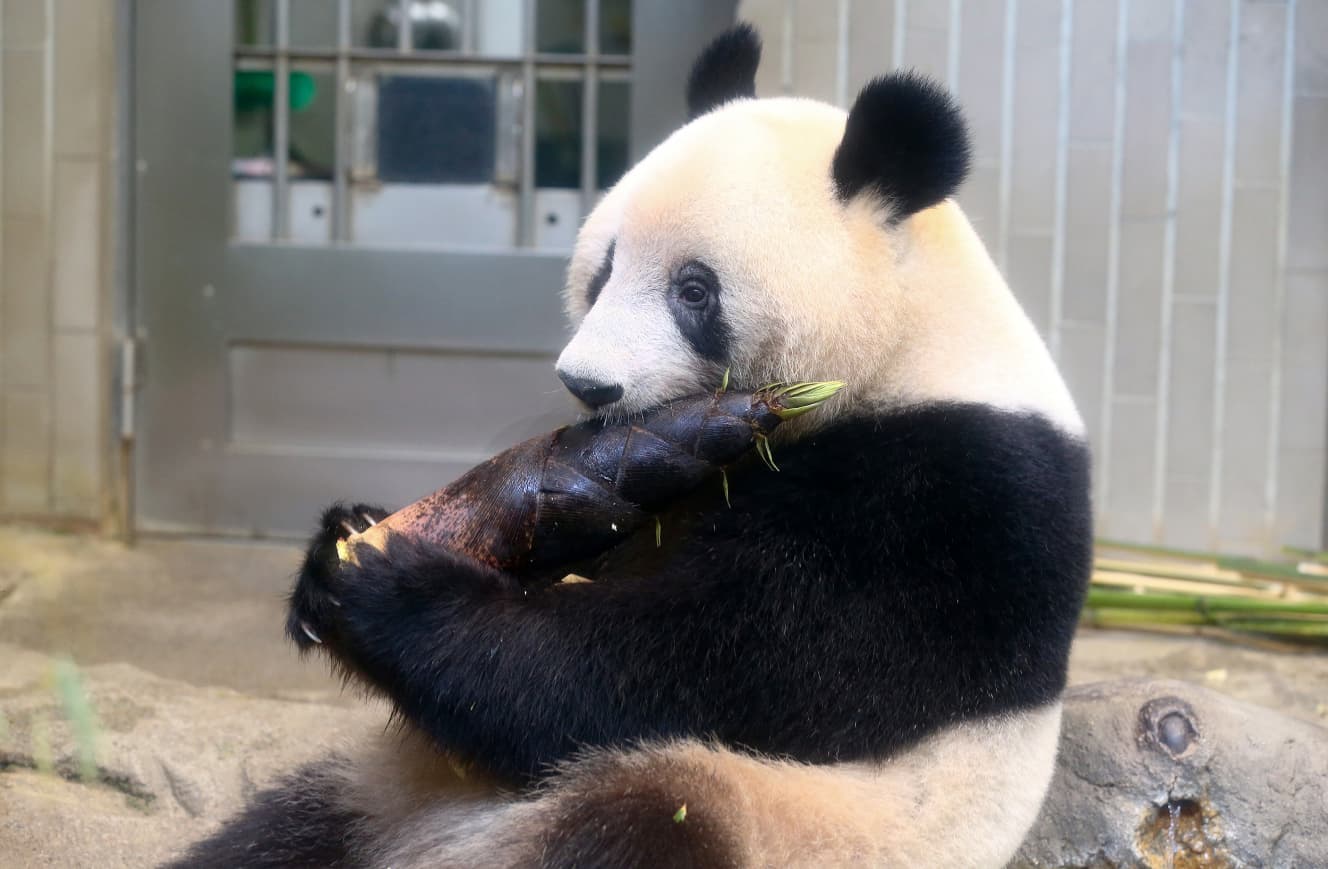 タケノコを抱えて食べているシャンシャン。竹の選り好みが激しく、ほかのパンダよりも餌代がかかるという