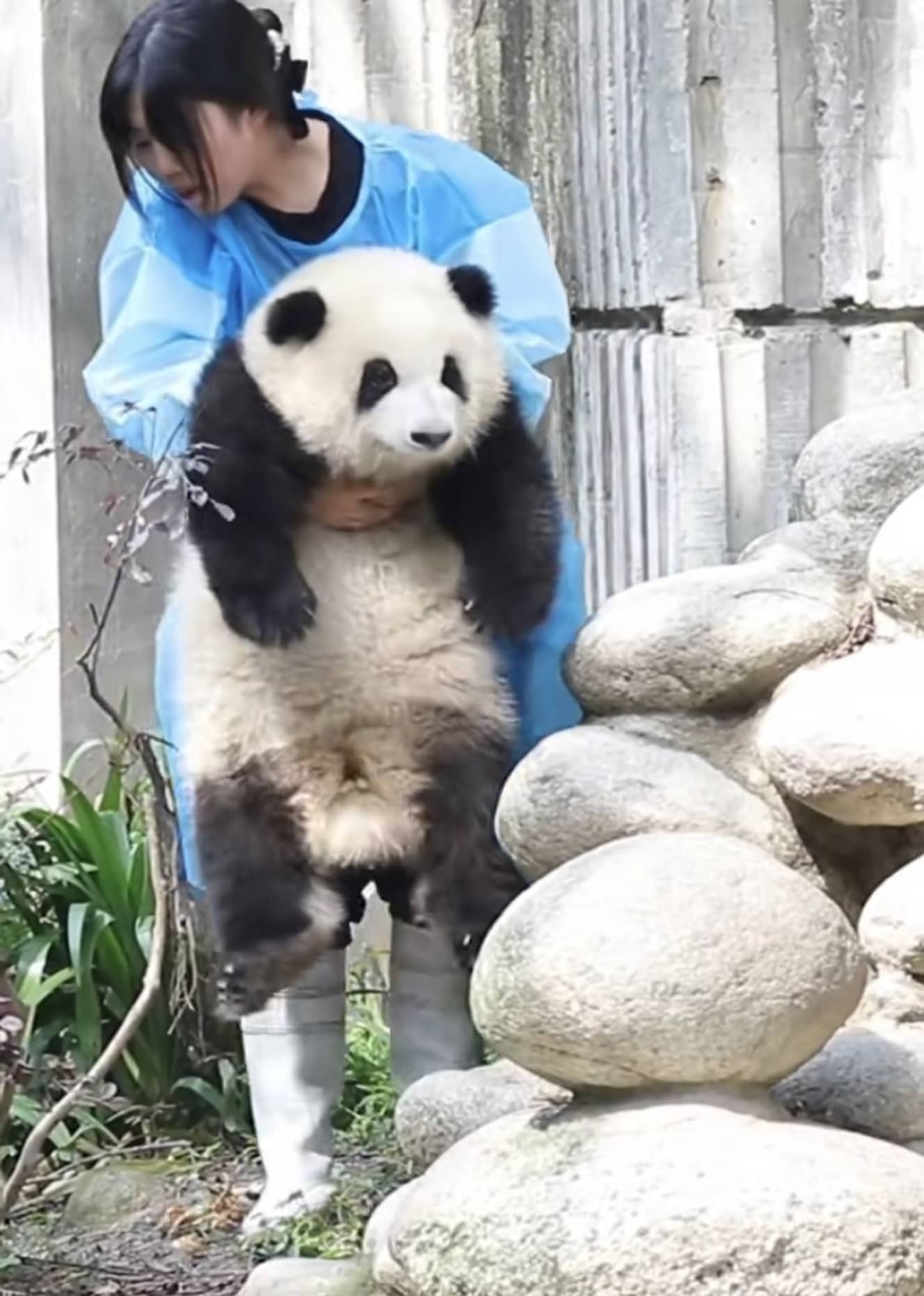 飼育員に抱っこされている和花。同年代のパンダはすでに身体が大きく、抱っこされるのは和花だけだ（画像は中国のSNS・Weiboより。アカウント名「熊猫果赖」提供）