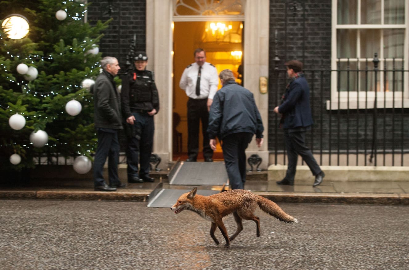 ロンドン、ダウニング街にて。一国の首相（当時）とニアミスするキツネ