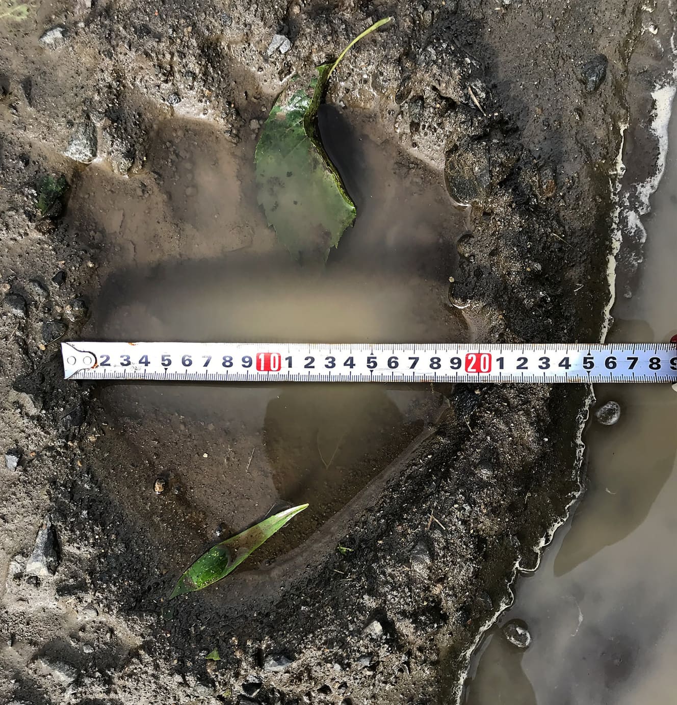 ’20年に標茶町で発見されたＯＳＯ18と見られるヒグマの足跡。捕獲時のＯＳＯ18の足幅は20㎝だった
