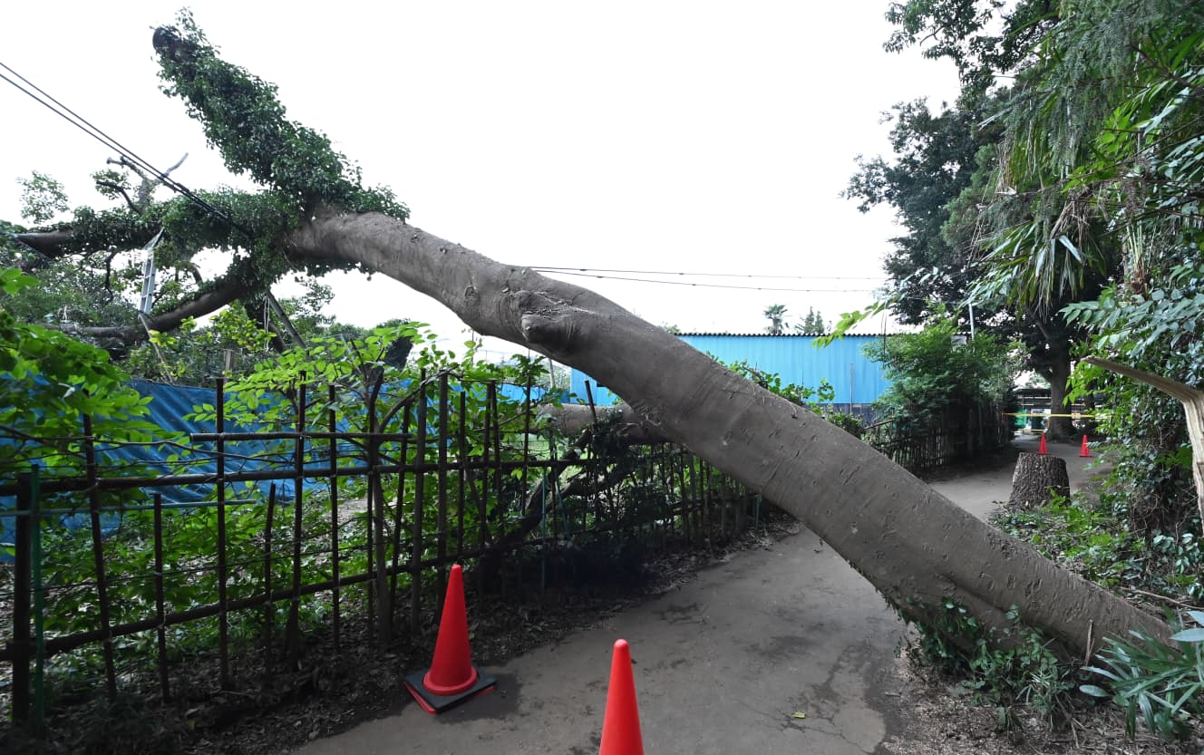 台風13号の影響で倒れた巨木