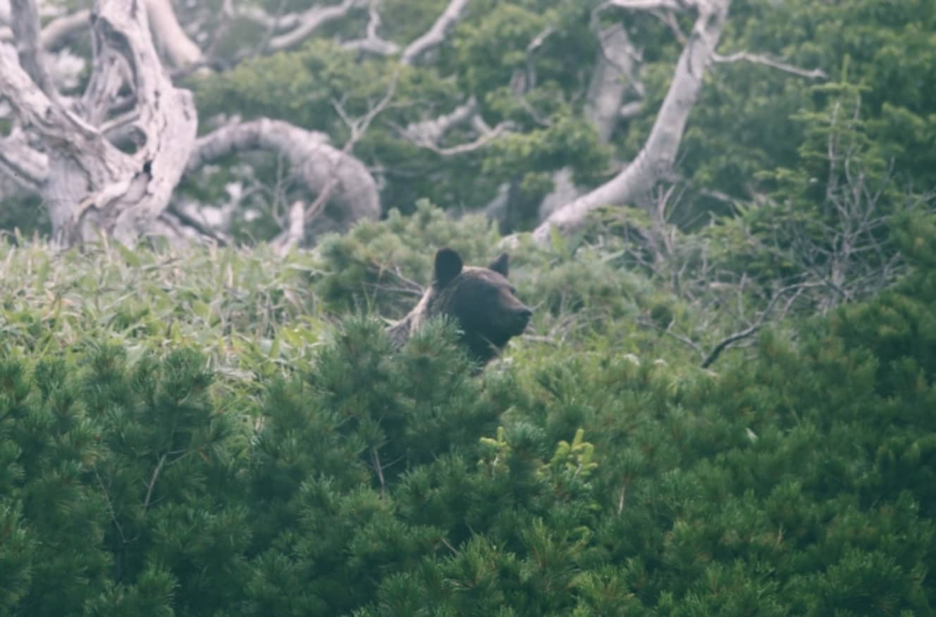 ヒグマは元々、人間に強い警戒心を持ち、人を避ける傾向があるとされてきた。ところが「今のクマは人間に遭遇すると怖いという思いをしていない。だから街にも平気で出没する」と専門家は言う