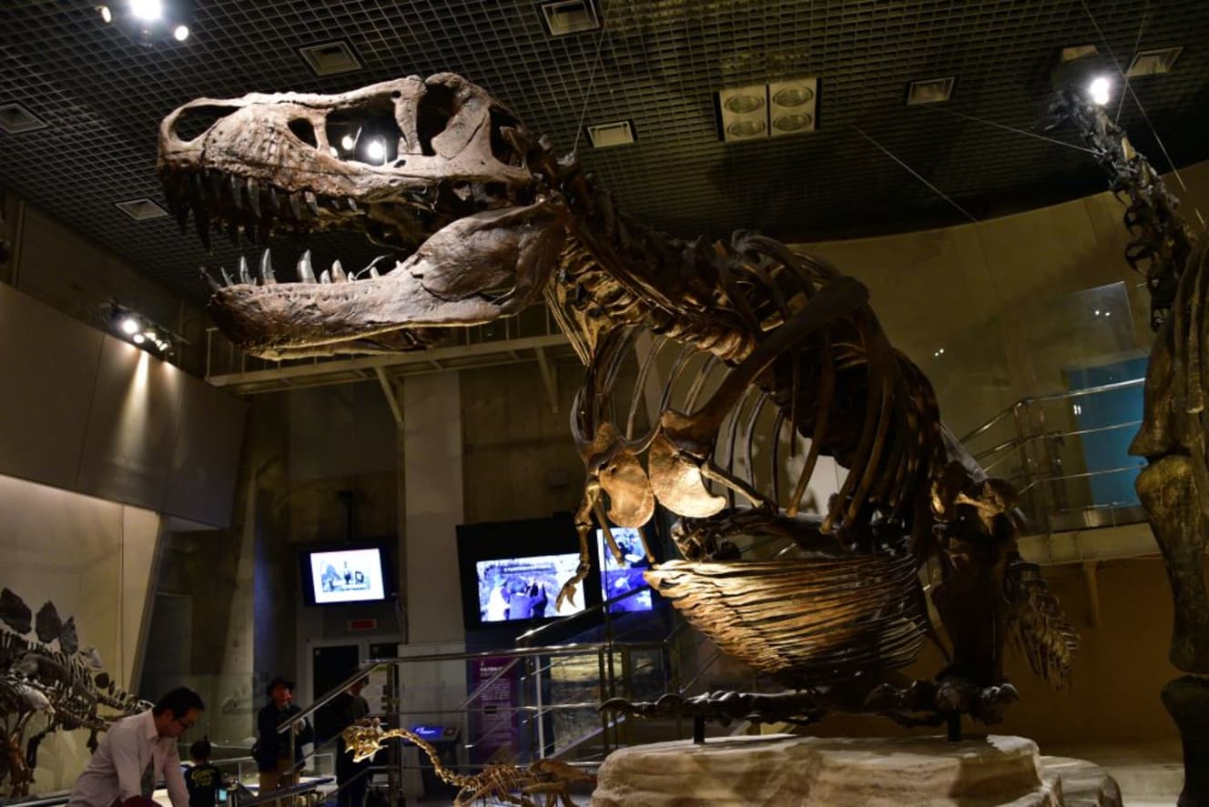 後期白亜紀に生息したティラノサウルスを復元した骨格