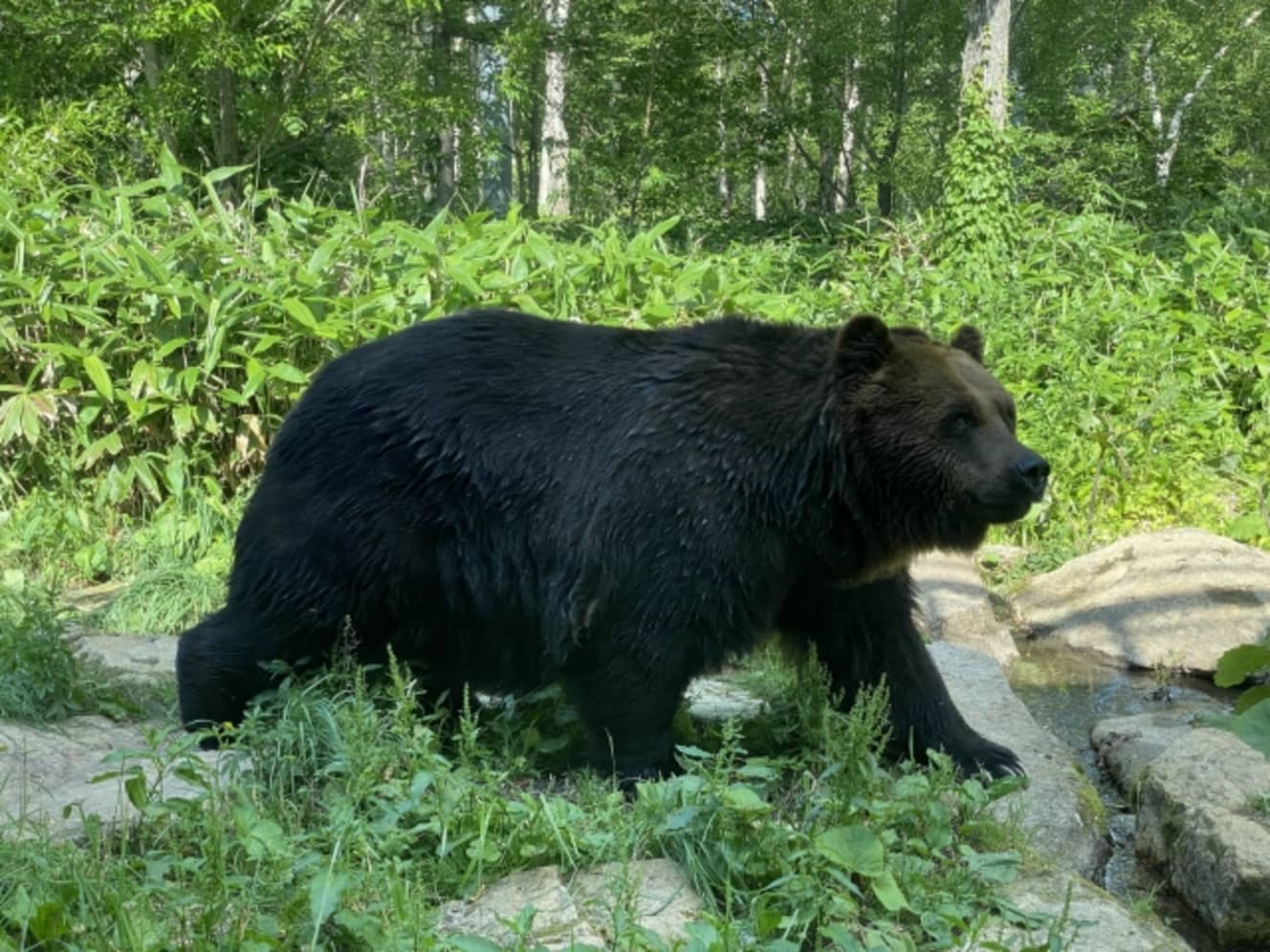 北海道は今月「ヒグマ保護管理検討会」を開き、クマの捕獲目標数の設定を検討。今後、専門家の意見を踏まえ、目標とする捕獲頭数や対象とするクマの性別や年齢などを決める。道が捕獲目標を設定するのは初めて