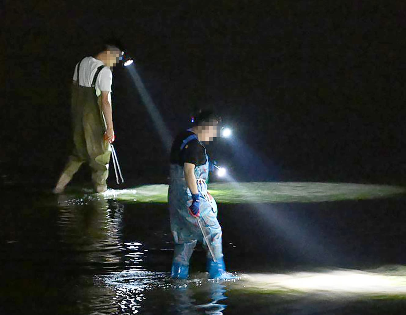 千葉県で条例により禁止されている、トングを使ってのカニ漁を行う集団。近隣住民は生態系の乱れを危惧していた