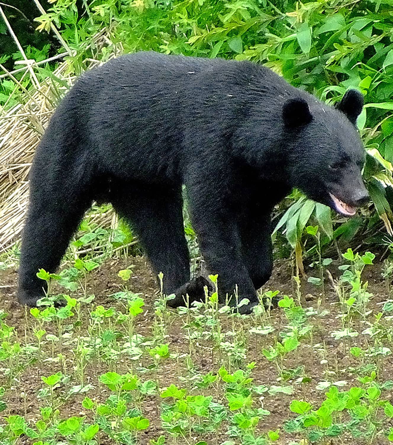 ツキノワグマの体長は1.2～1.4ｍほどで、体重は100㎏前後。脂肪は厚く、有刺鉄線も気にせずくぐりぬける