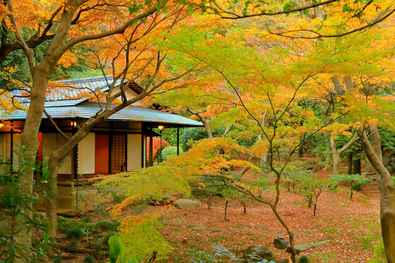 旧古河庭園（東京都北区）11月下旬