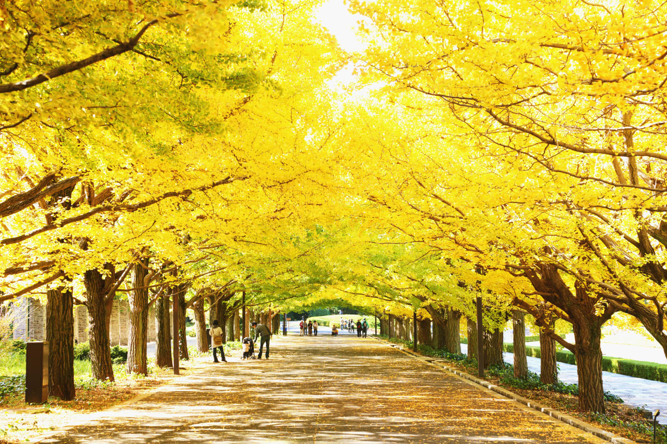 国営昭和記念公園（東京都立川市）11月中旬