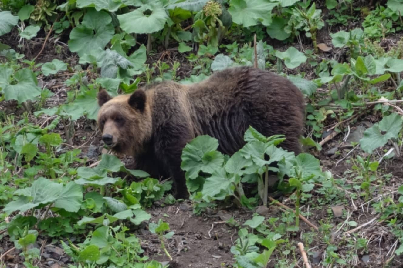 今年は全国でクマによる人的被害が過去最多のペースで発生。エサとなるドングリが不足していることと、人里周辺で育つクマが増えて人里に下りてきやすいことなどから、人間の生活圏に出没する頻度が高くなると見られている