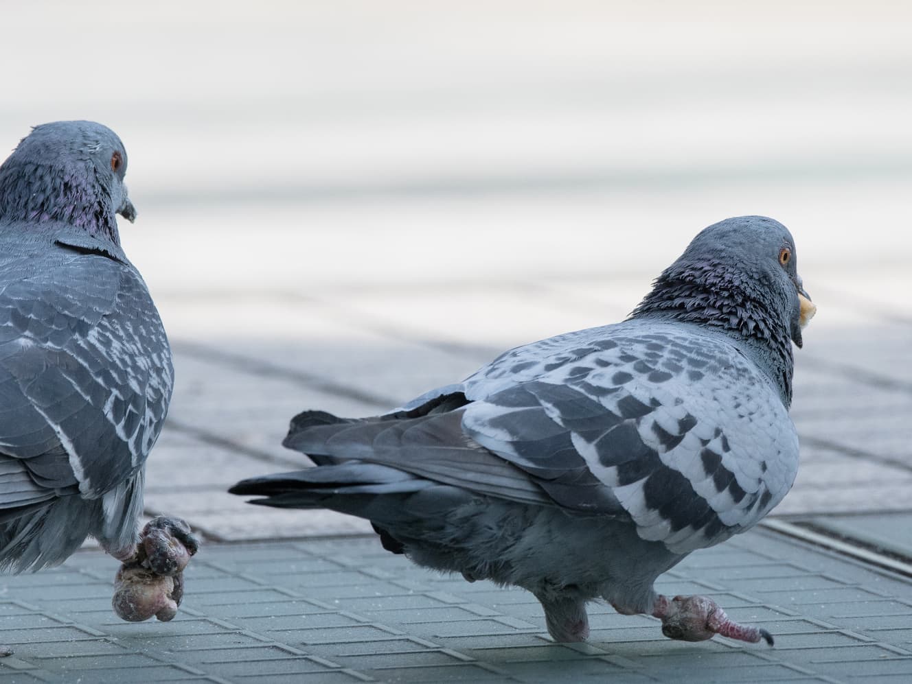 指が１本だけ残った鳩とカカトを腫らした鳩。海の近くでは、髪の毛が絡まって指が切れた鳩も目撃されている