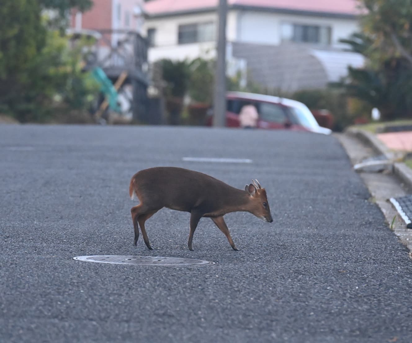 住宅街を悠然と歩く