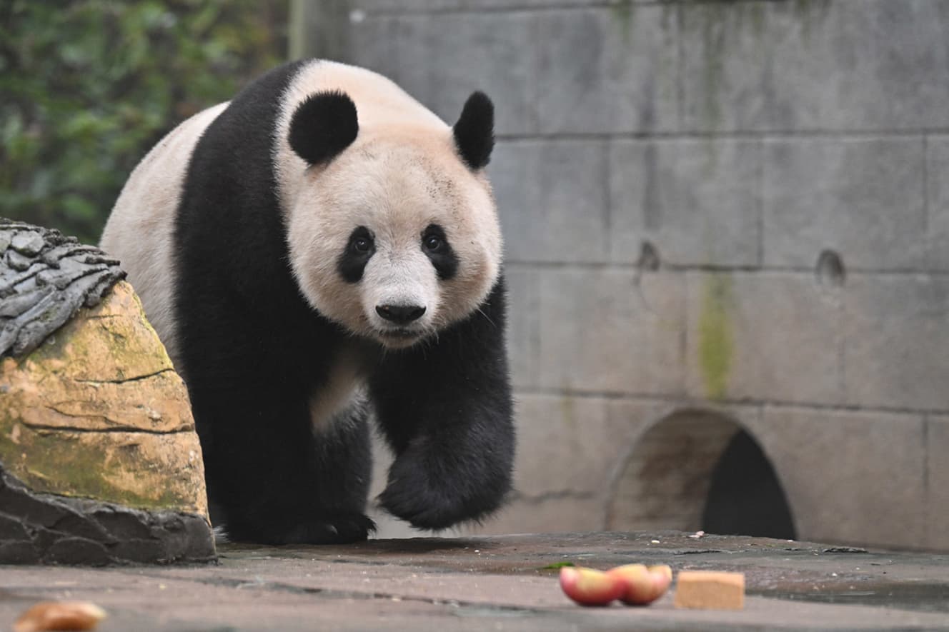 中国での再会初日。ついにシャンシャン登場！（PHOTO：ブログ「毎日パンダ」より）