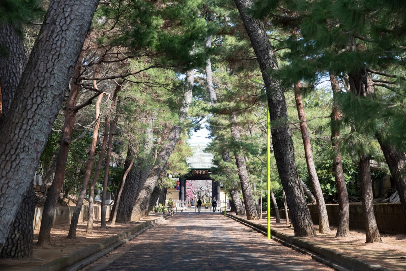 1480年に開基された豪徳寺。参道の巨木の松並木がトンネルのよう。この静けさに惹かれて訪れる海外からの観光客も多い