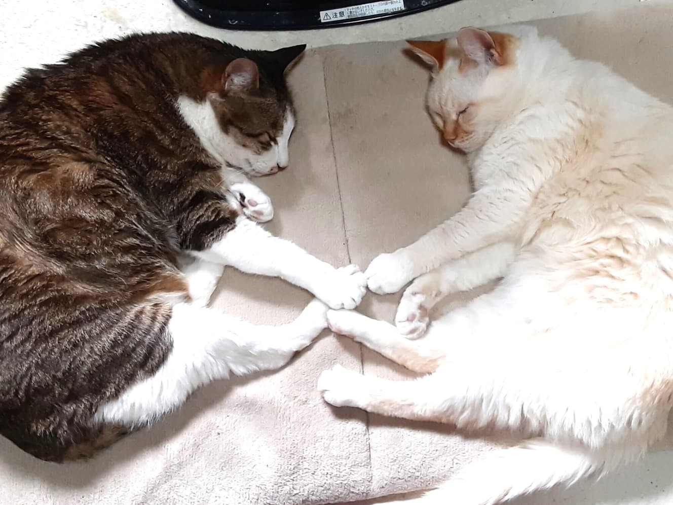 “ハートマーク寝”する玉乃井氏の愛猫２匹。お気に入りの一枚で「このコたちのために頑張らなきゃ、と思う」
