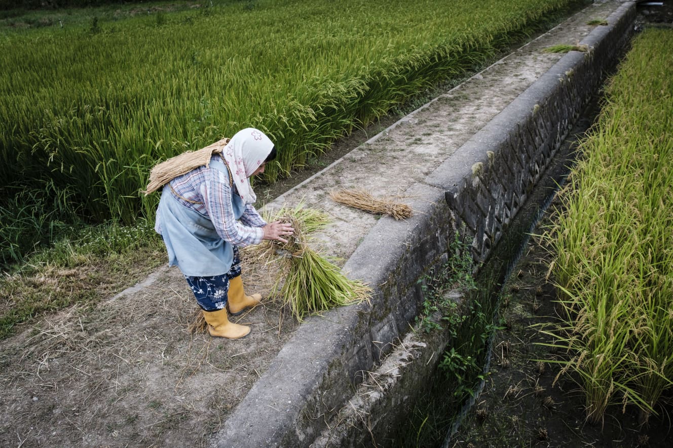 高齢化が進んでいるうえに、後継者がいないという問題を抱えている日本のコメ農家（写真はイメージ：アフロ）