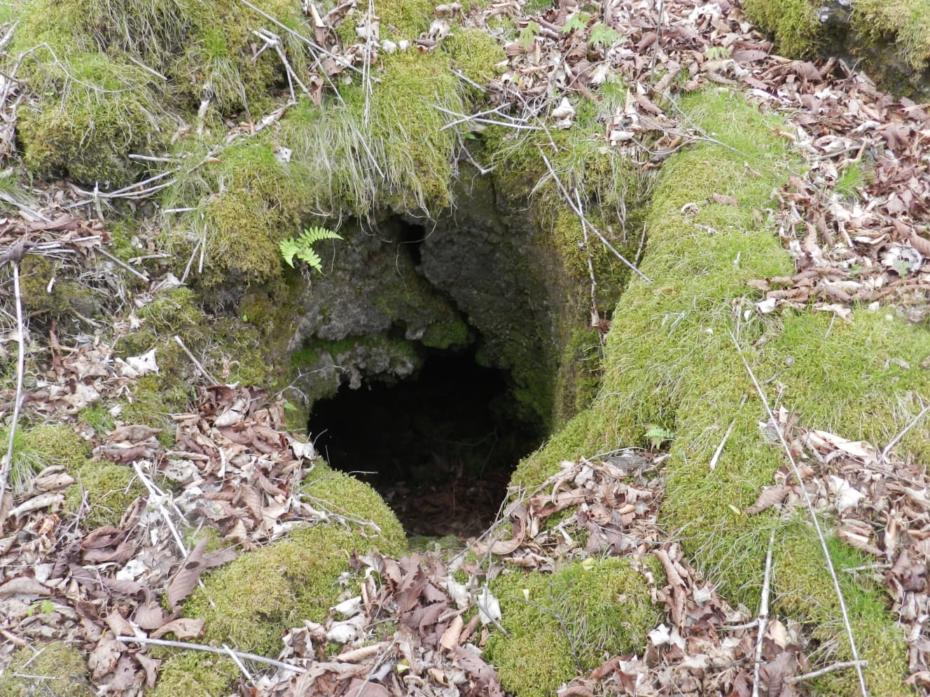 溶岩樹型群。昔はここが大森林地帯だったことがわかるという