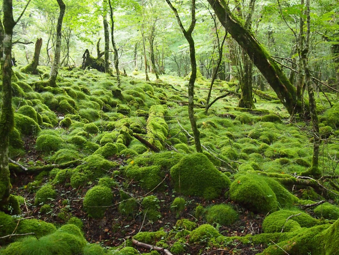 溶岩の上に生きる苔。苔は村山古道の宝である