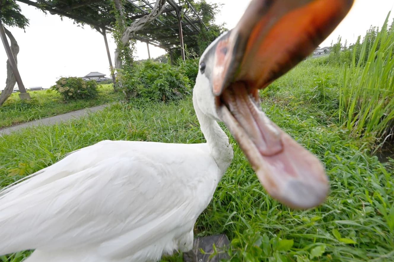 首を伸ばし威嚇するコブハクチョウ。成鳥になると天敵がいないといわれることから「無敵の鳥」とも呼ばれる