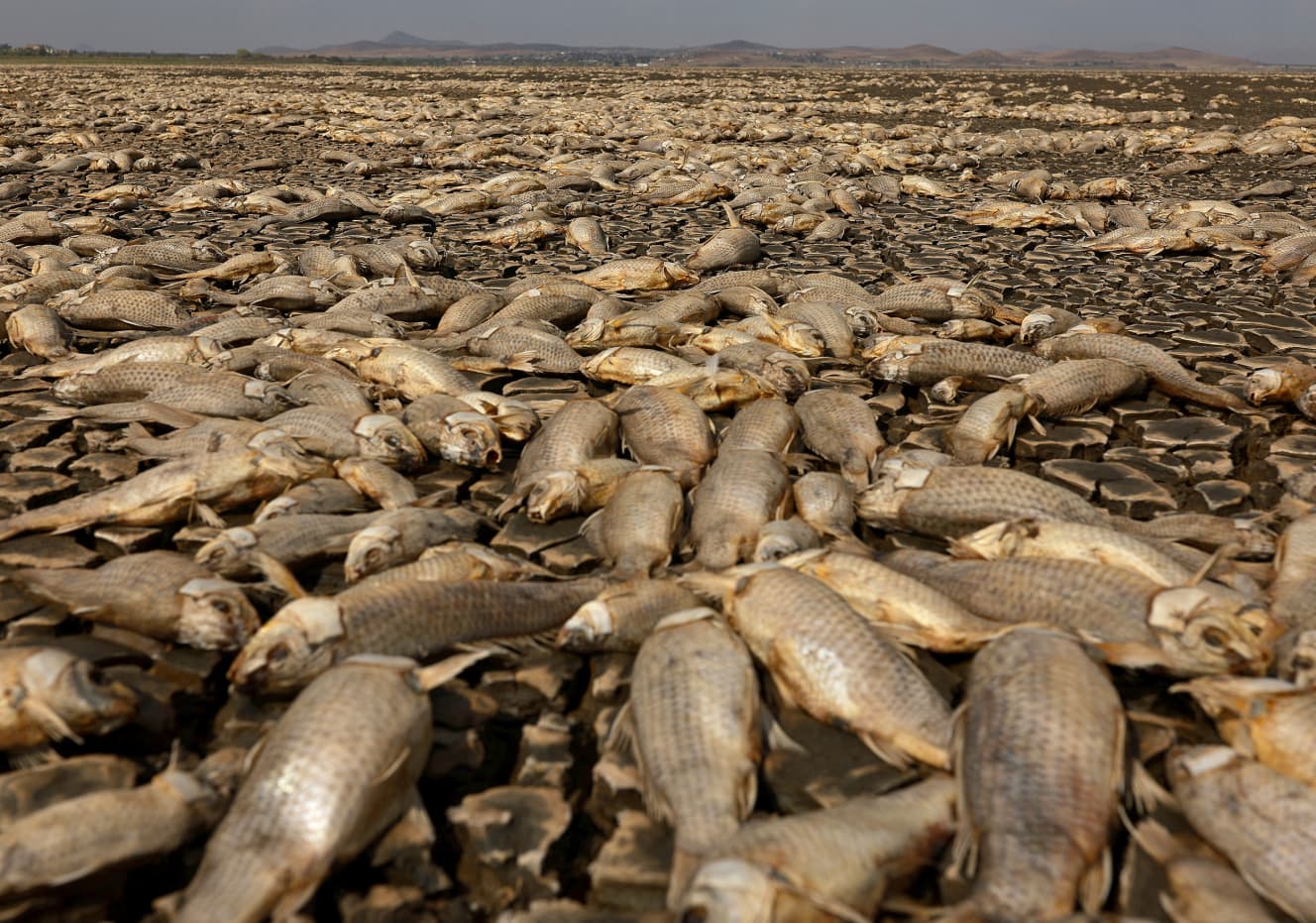 《メキシコ》湖が干上がり数千匹もの魚の死骸が……北部チワワ州ブスティジョス湖が干上がり大量の魚が犠牲に。６月撮影（以下すべて今年）