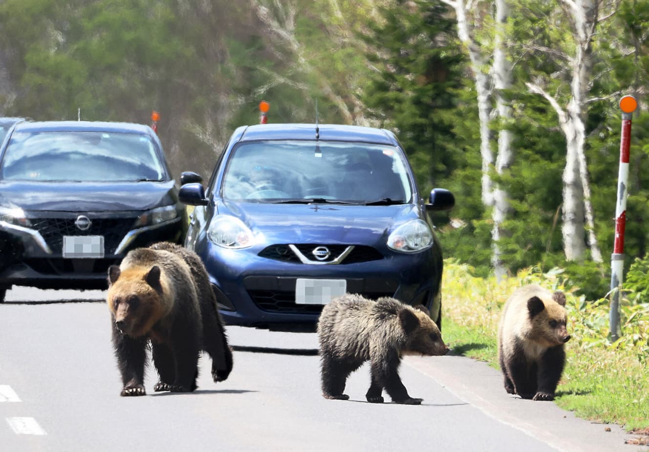 知床の道路に姿を現した、親子のヒグマ。クマの縄張りと人間が住む地域の境目は、年々曖昧になってきている