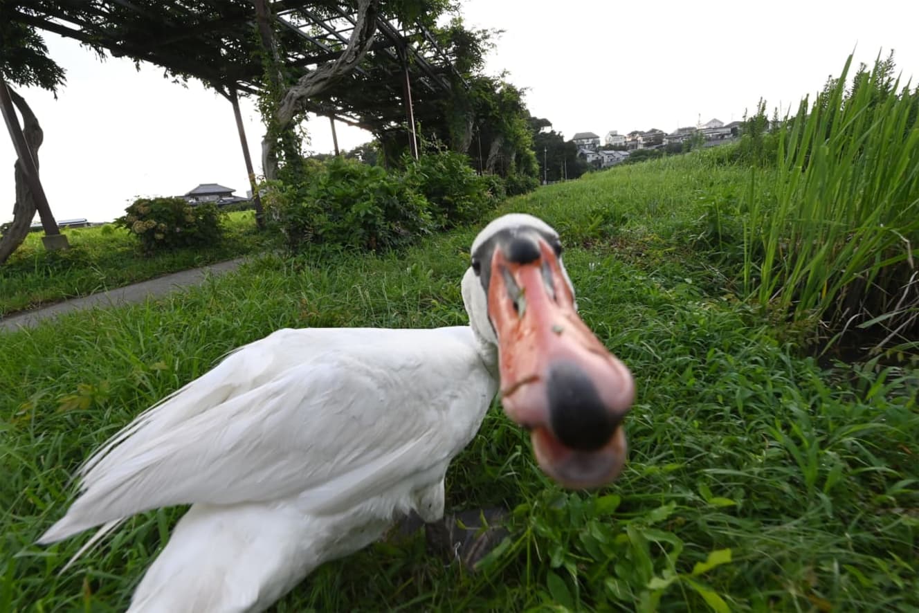 本誌未掲載カット　本当は危険生物? 凶暴化するハクチョウの「特殊事情」