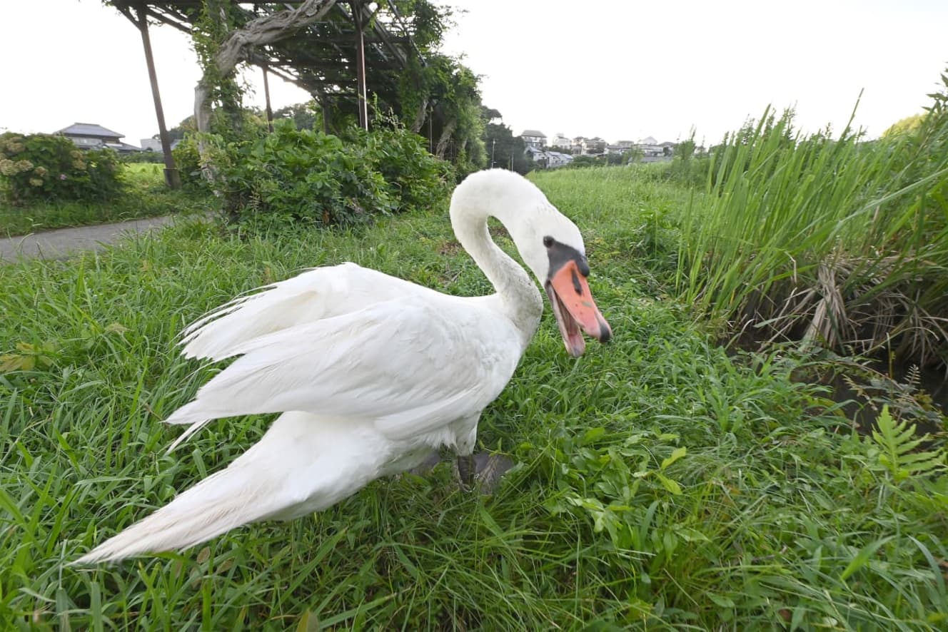 本誌未掲載カット　本当は危険生物? 凶暴化するハクチョウの「特殊事情」