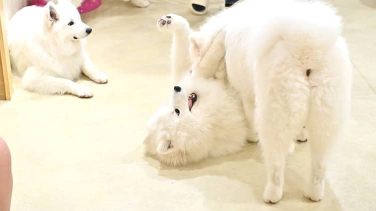 GWにお勧め》ふわふわモフモフの毛がたまらない～！SNSで大バズり中