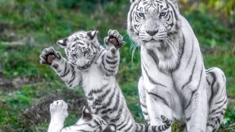 トラなのに「猫」「ペット」部門で1位…”ほぼねこ”なホワイトタイガー