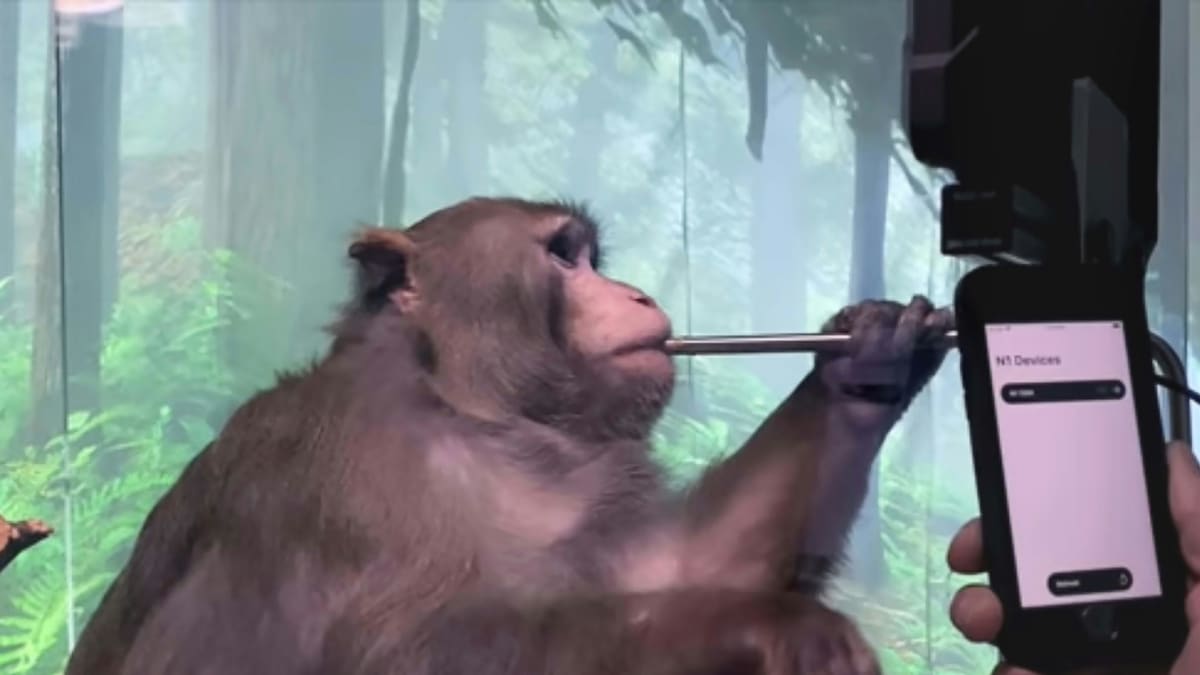 イーロン・マスクが仕掛ける「人間の脳とコンピューターの接続」 | FRIDAYデジタル