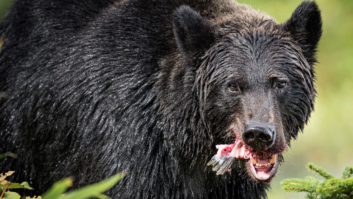 エサが不足し始める秋以降に出没リスクは上昇する…！「クマ襲撃マップ