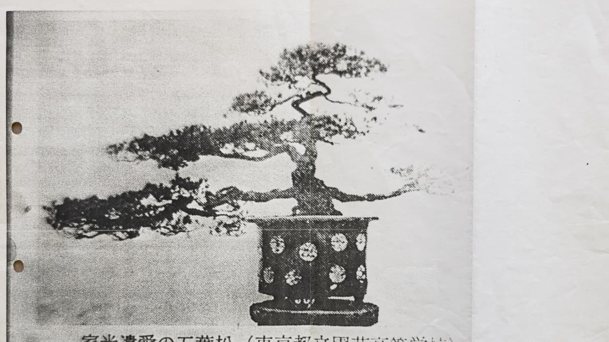 あわや枯死の危機も！ 德川家光の「樹齢500年の盆栽」をなぜか都立