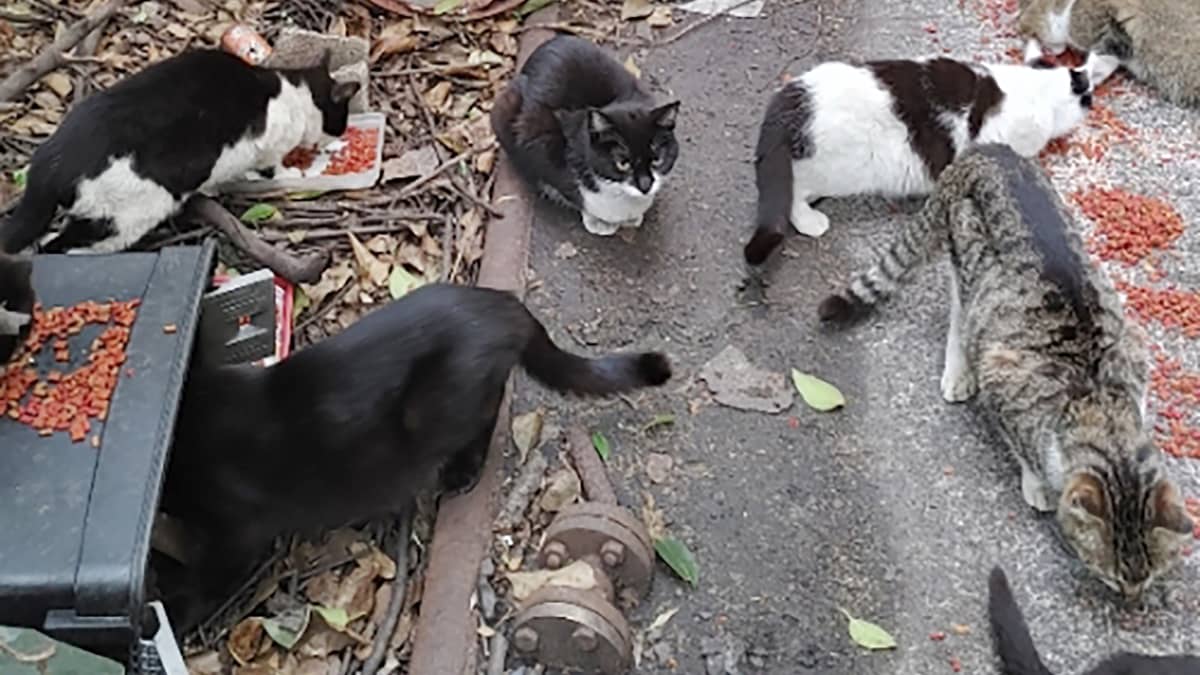 川崎市の離島で暮らす「野良猫1000匹」を待つ運命 | FRIDAYデジタル