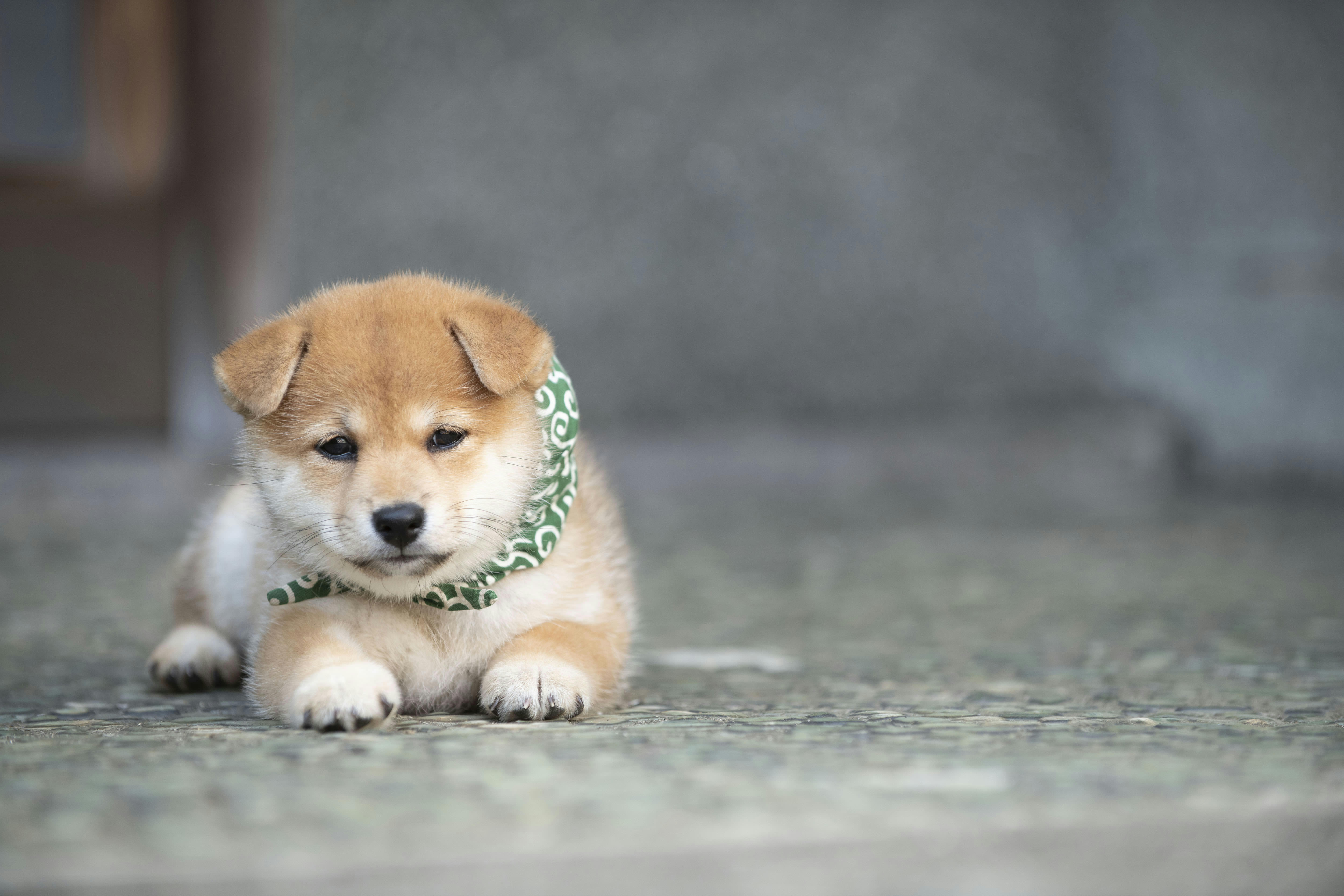 和風総本家」の看板犬・豆助たちの悶絶かわいい画像まとめ | FRIDAY