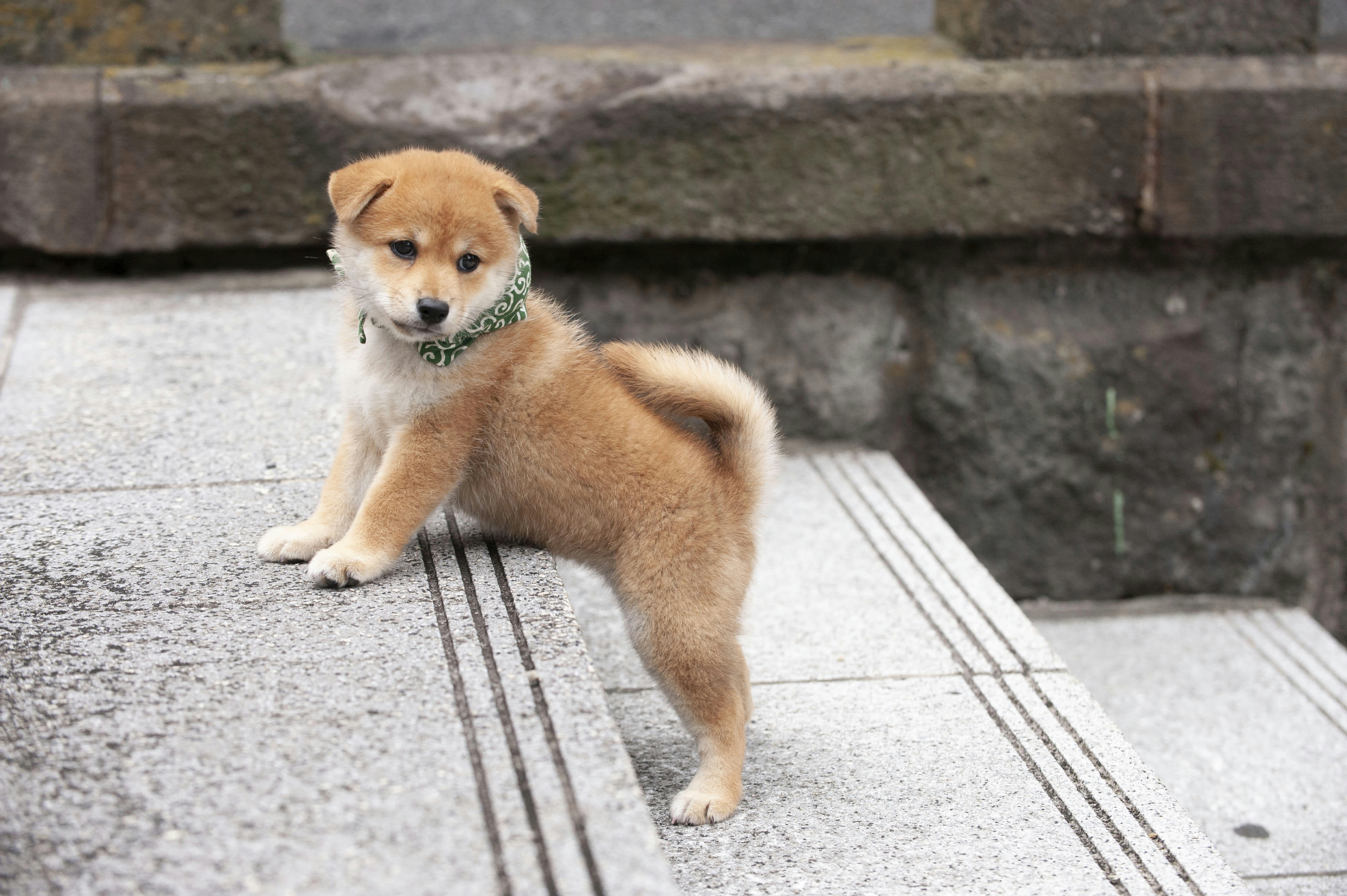 和風総本家」の看板犬・豆助たちの悶絶かわいい画像まとめ | FRIDAY