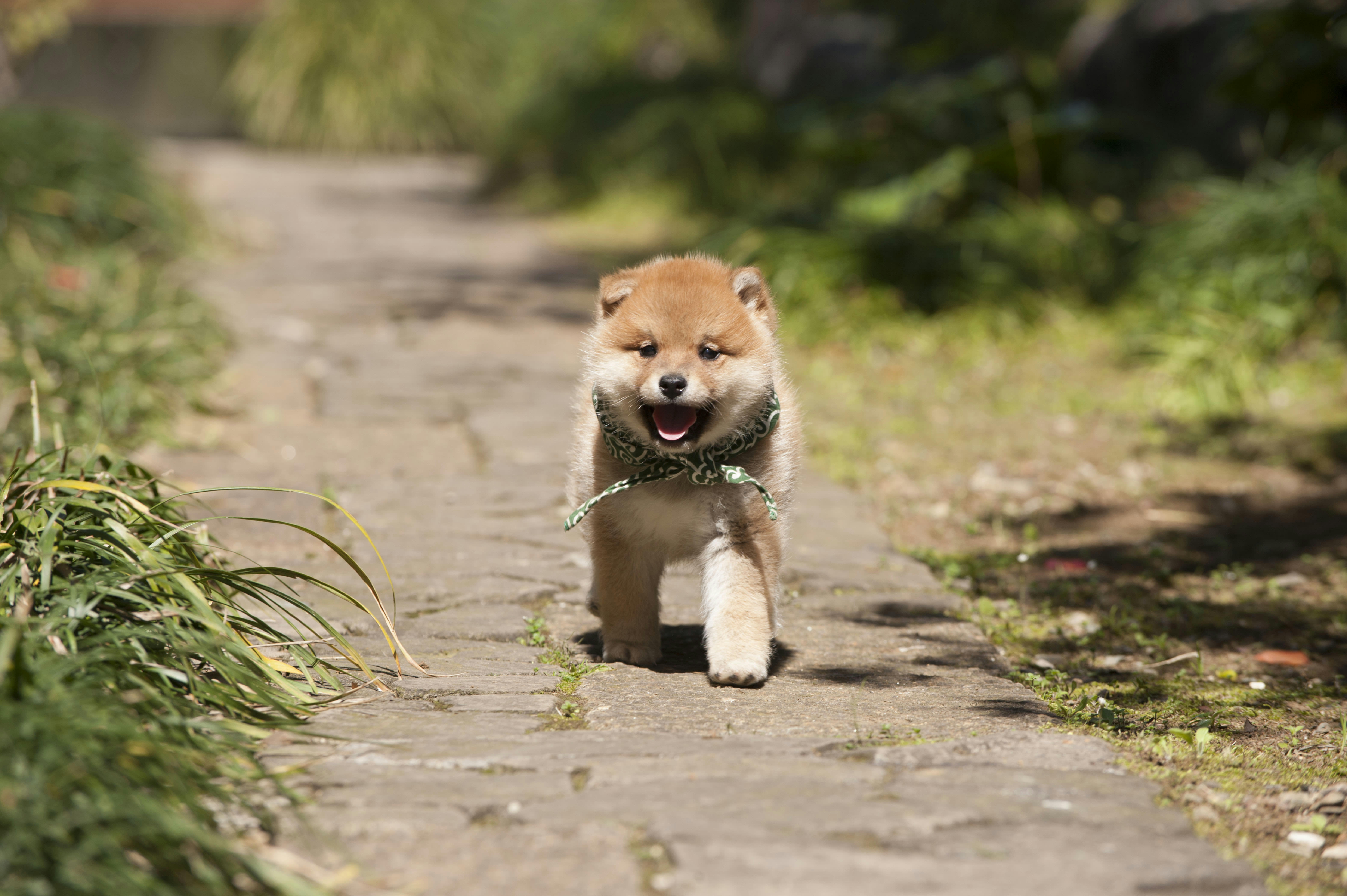 和風総本家」の看板犬・豆助たちの悶絶かわいい画像まとめ | FRIDAY