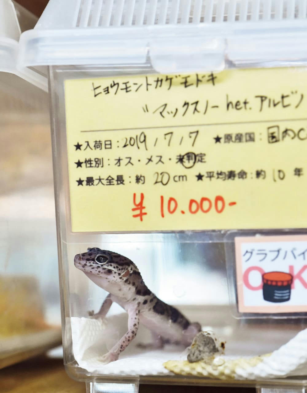 新垣 結衣 レオパ