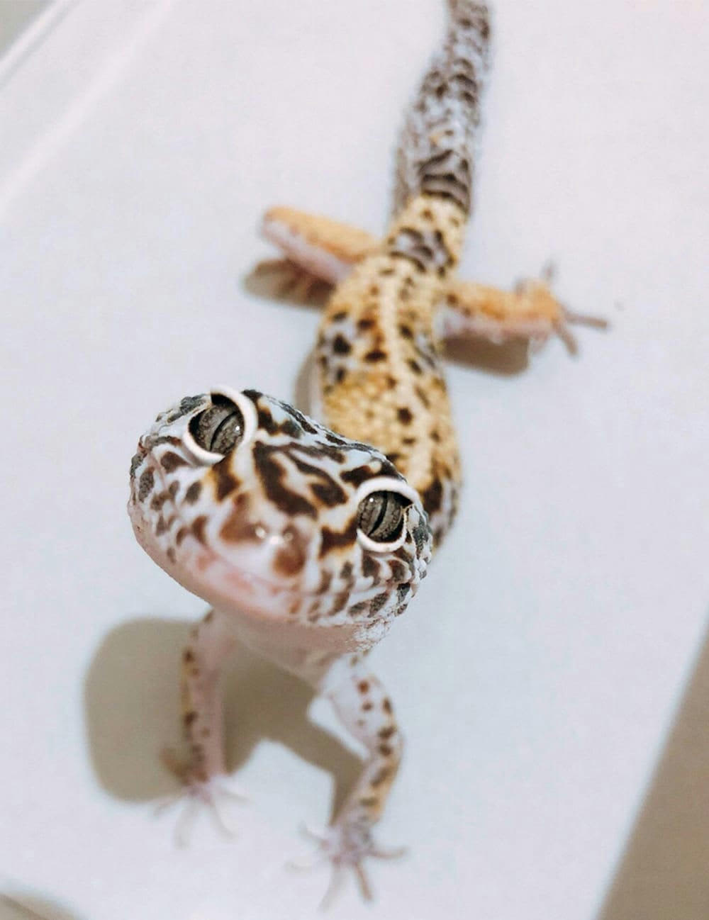 新垣 結衣 レオパ