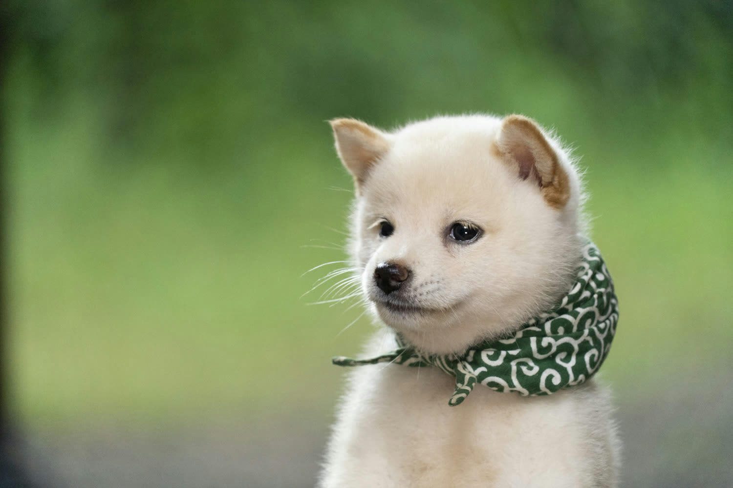 歴代初の白柴犬 「二代目 和風総本家」23代目豆助が超絶可愛い