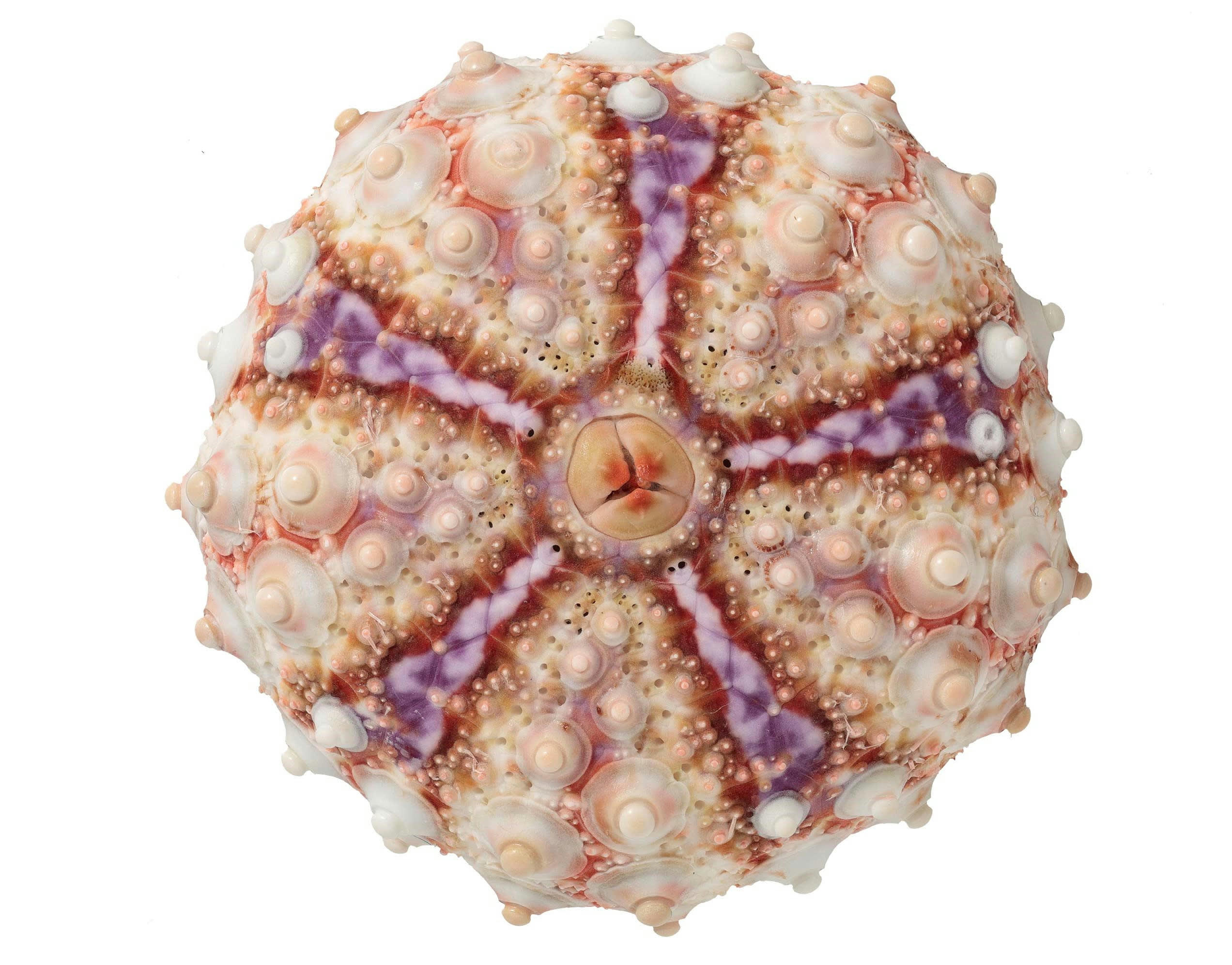 フォトギャラリー13枚目 その美しさ、謎だらけ。「日本の美しいウニ