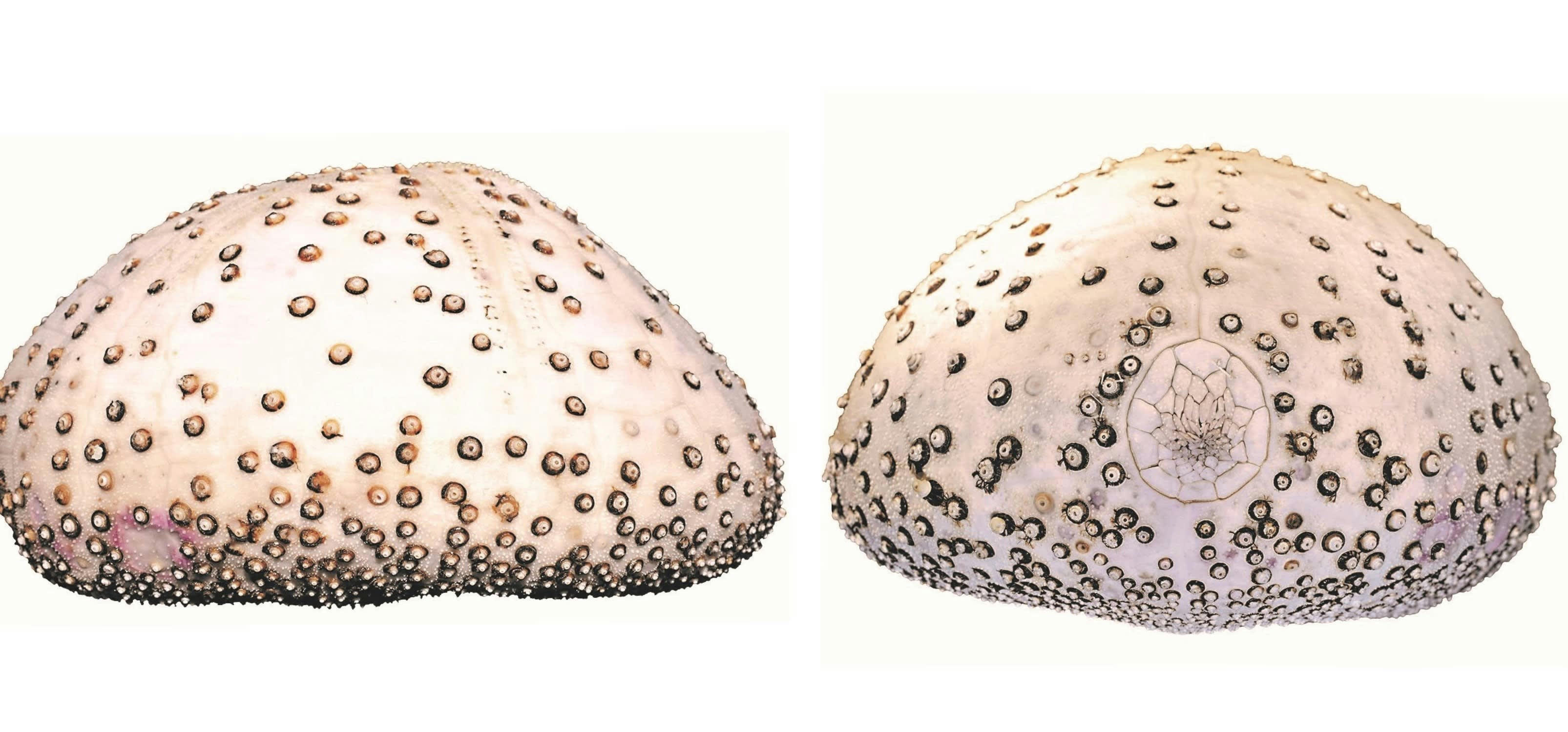 フォトギャラリー13枚目 その美しさ、謎だらけ。「日本の美しいウニ