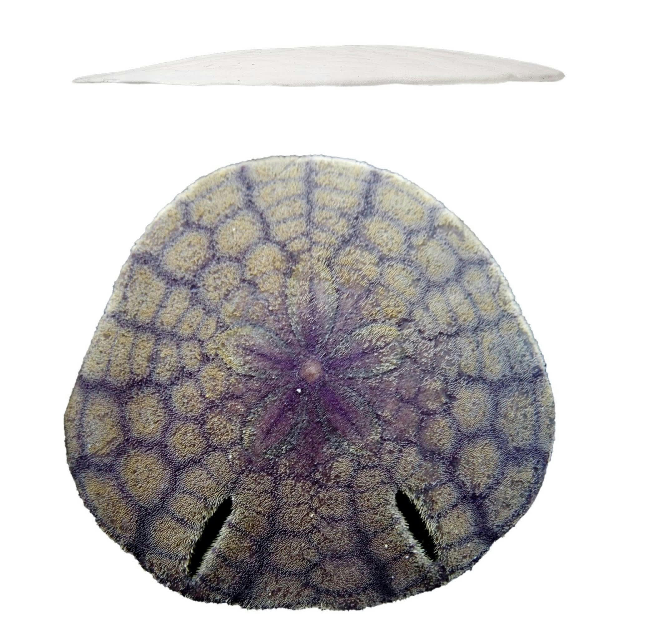 フォトギャラリー13枚目 その美しさ、謎だらけ。「日本の美しいウニ