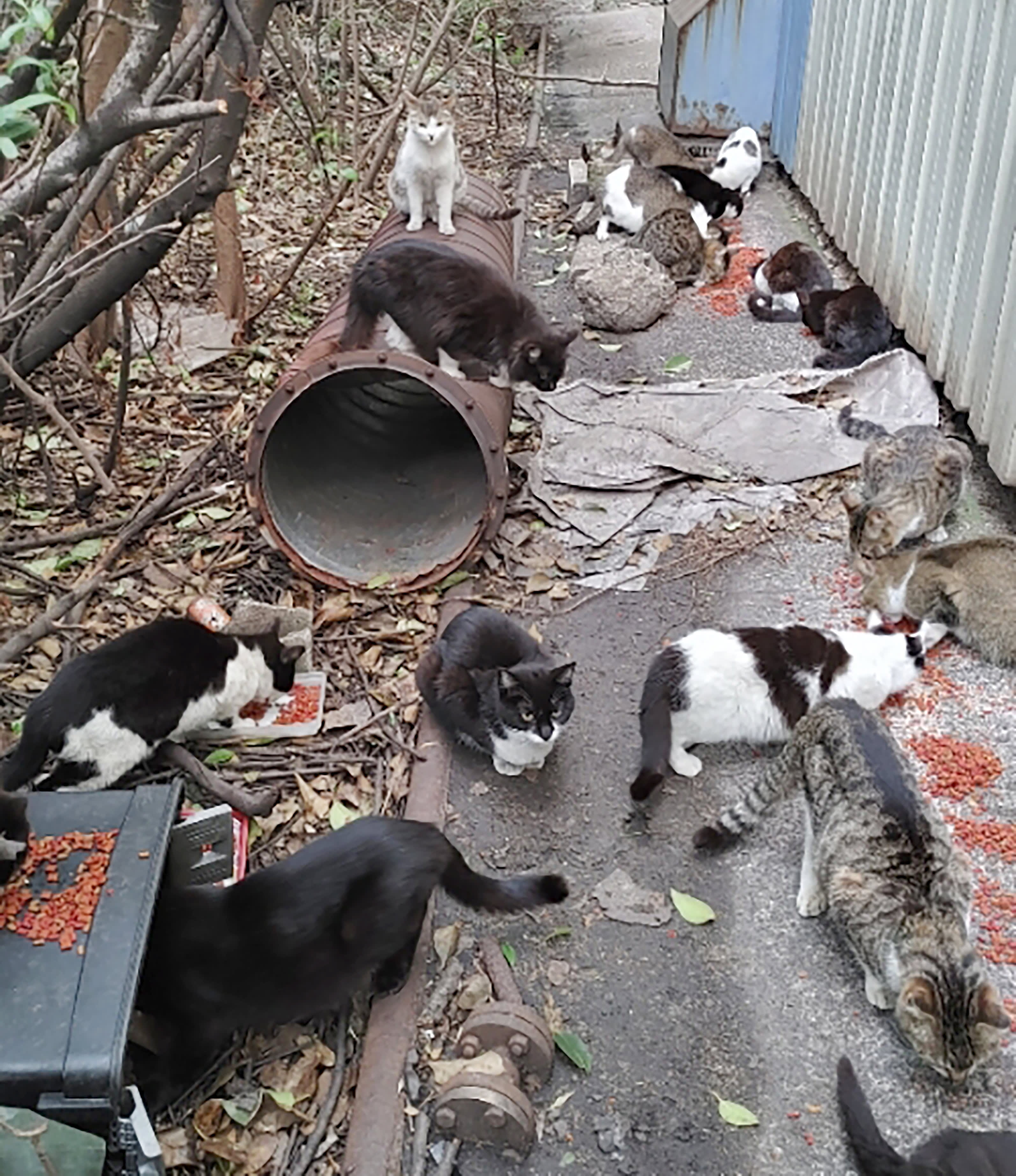 川崎市の離島で暮らす「野良猫1000匹」を待つ運命 | FRIDAYデジタル