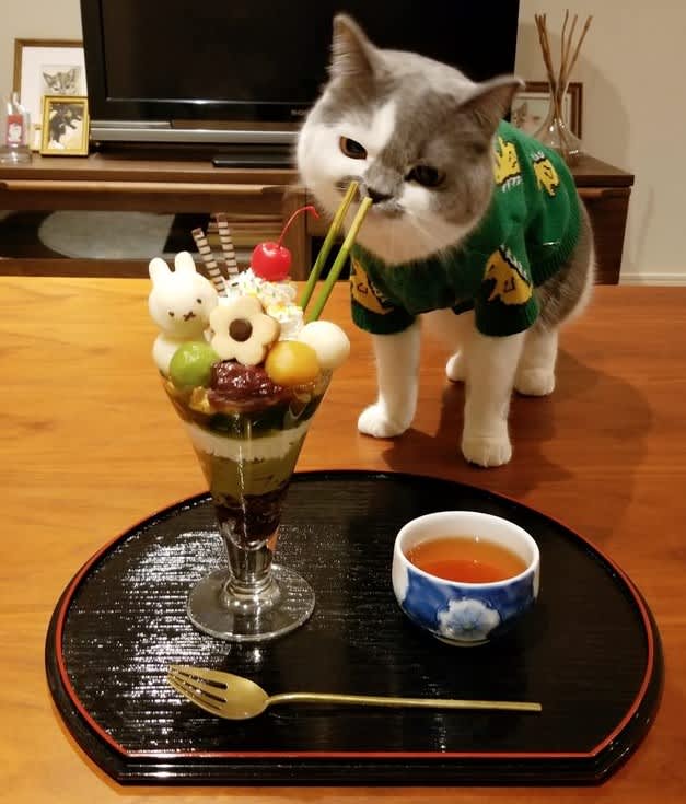 猫型おひな様…！ひな祭りのコスプレにゃんこの「映えな日常」 | FRIDAY