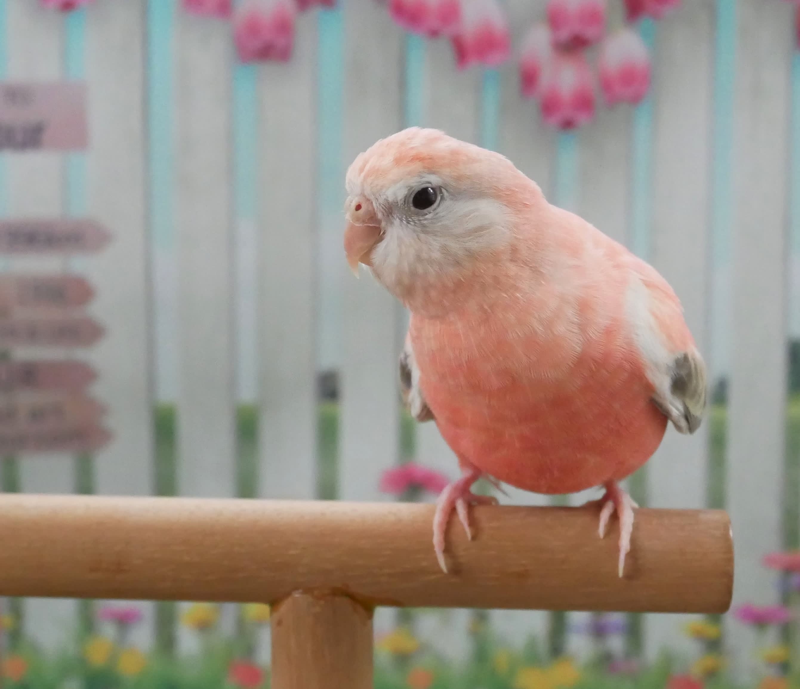 フォトギャラリー1枚目 ついに来た「小鳥ブーム」…人気の訳は意外