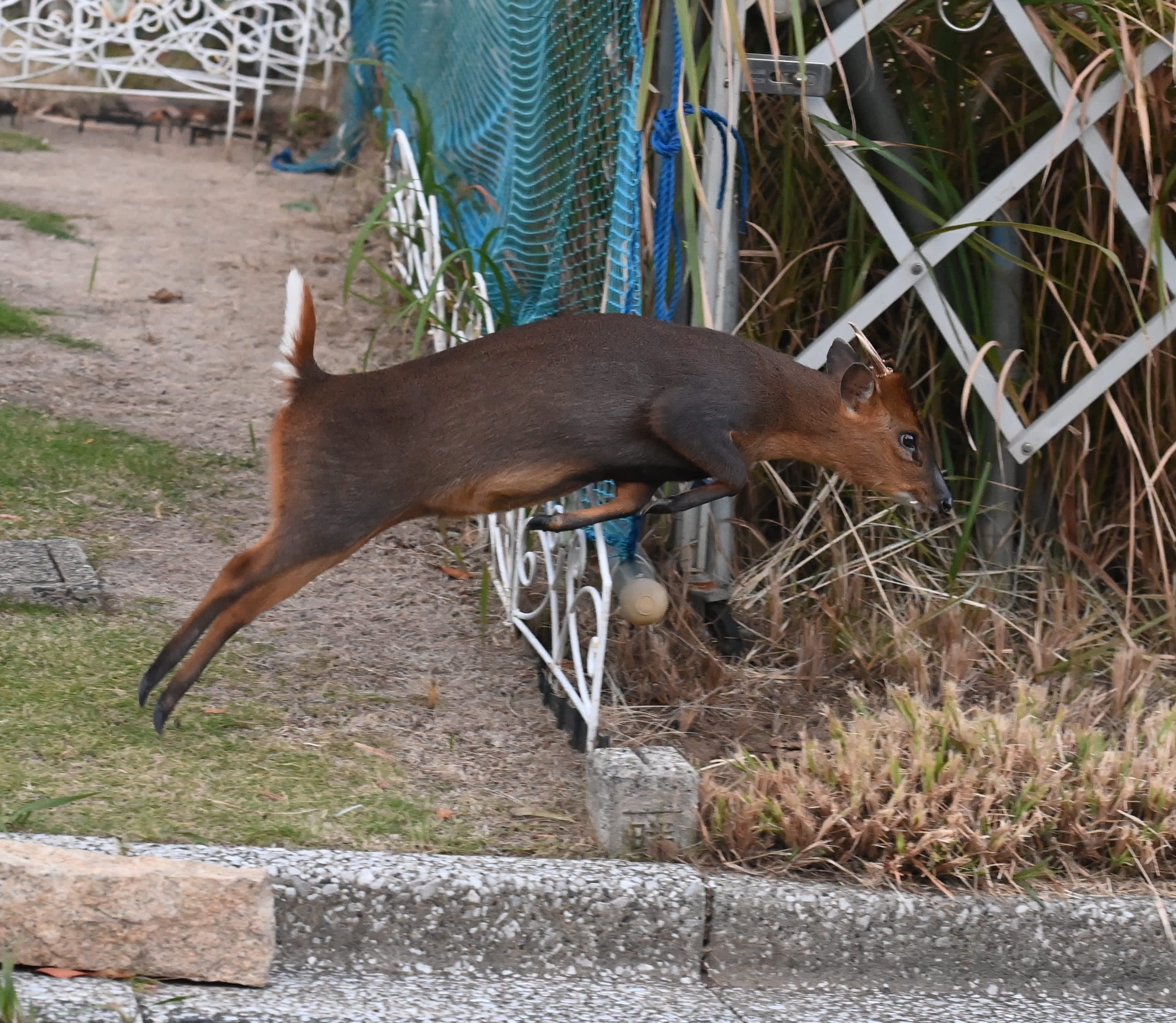 夜間に子どもの悲鳴のような鳴き声…ルポ！7万頭大量発生キョンが泳い  